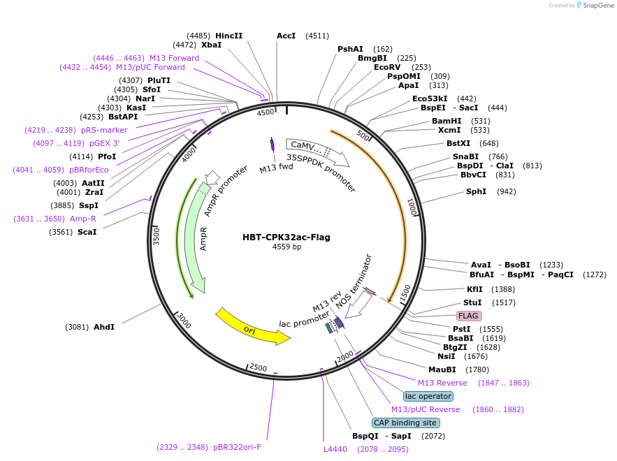 107431-plasmid-map-sequence-id-208275