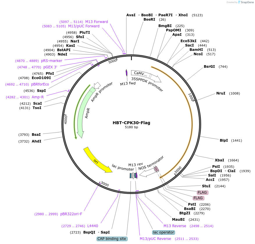 107430-plasmid-map-sequence-id-208277