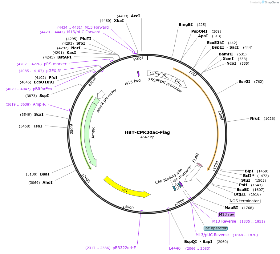 107429-plasmid-map-sequence-id-208279