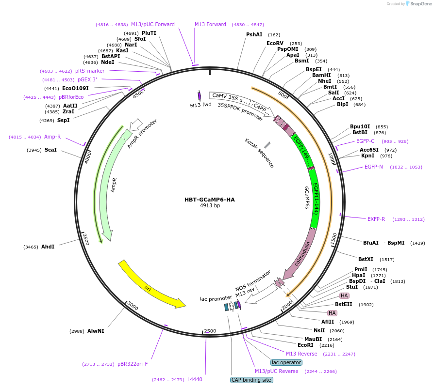 107433-plasmid-map-sequence-id-208280