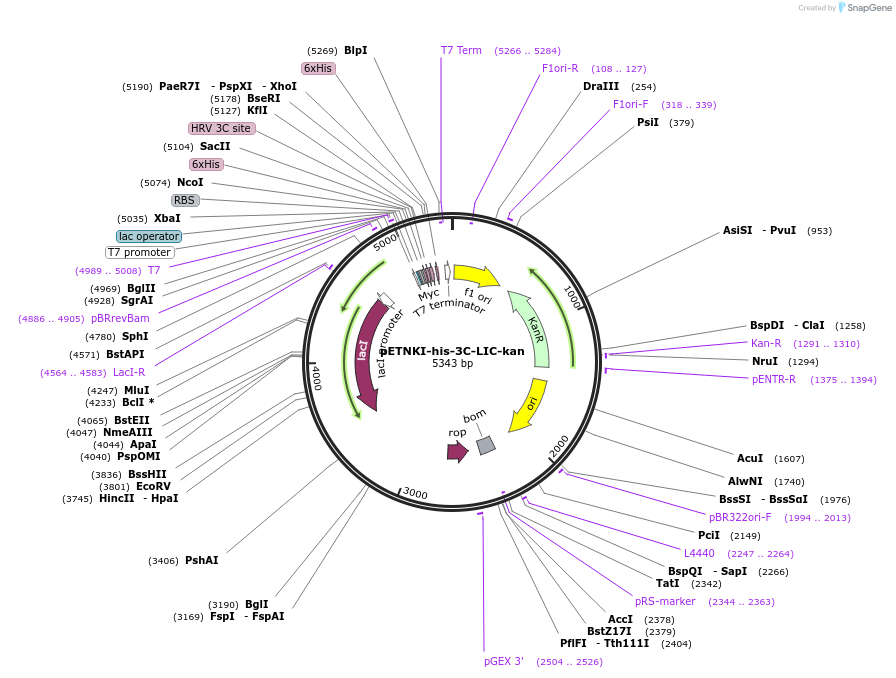 108703-plasmid-map-sequence-id-208316