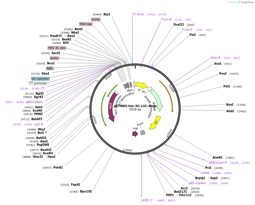 108704-plasmid-map-sequence-id-208317