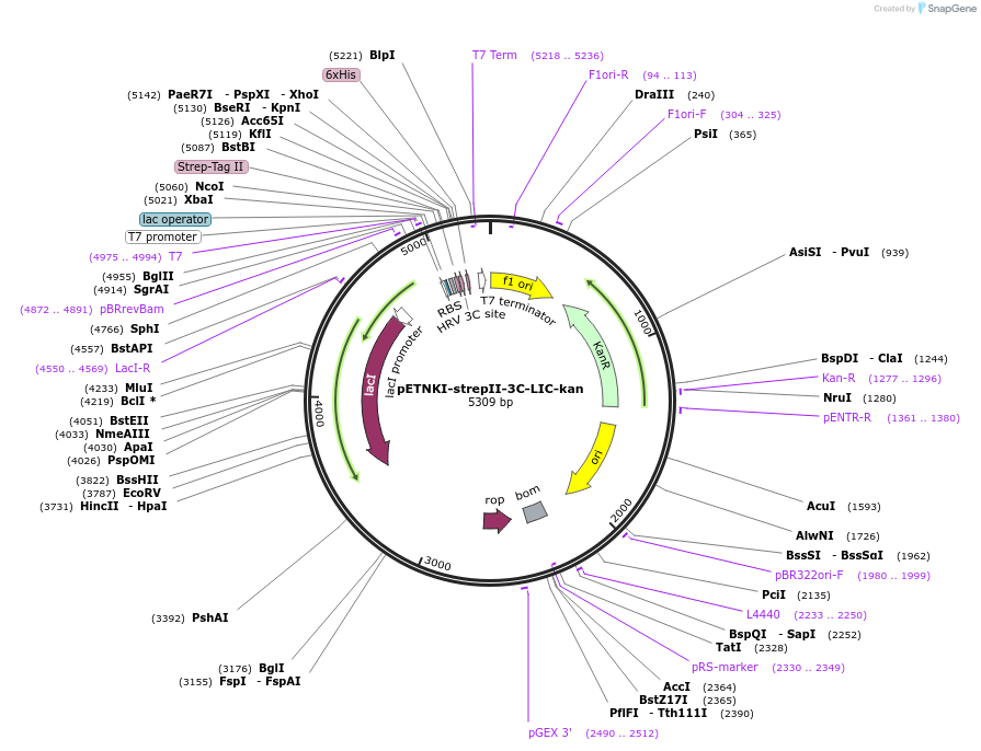 108706-plasmid-map-sequence-id-208318