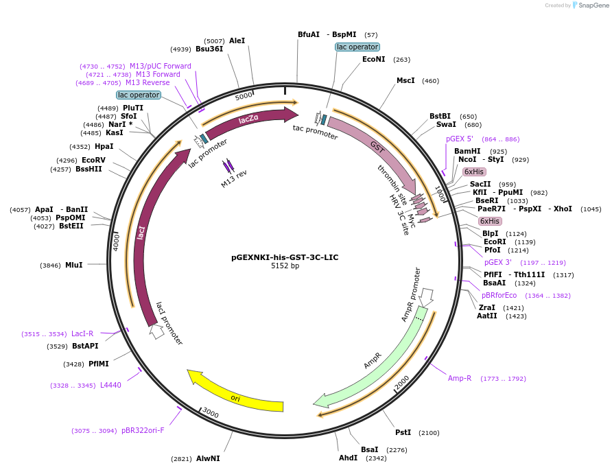 108709-plasmid-map-sequence-id-208319