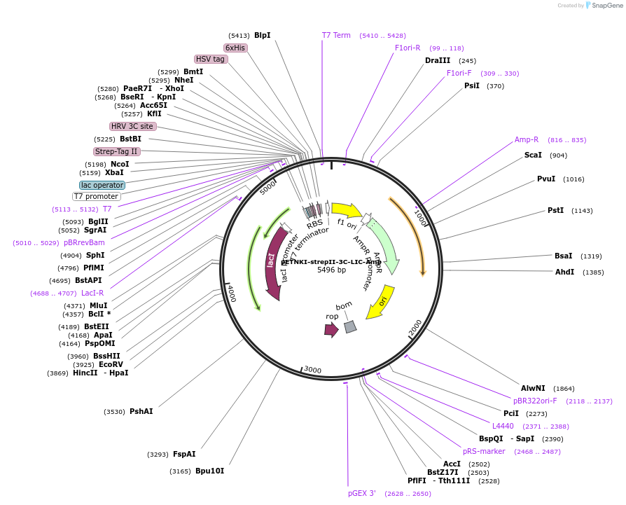 108707-plasmid-map-sequence-id-208322
