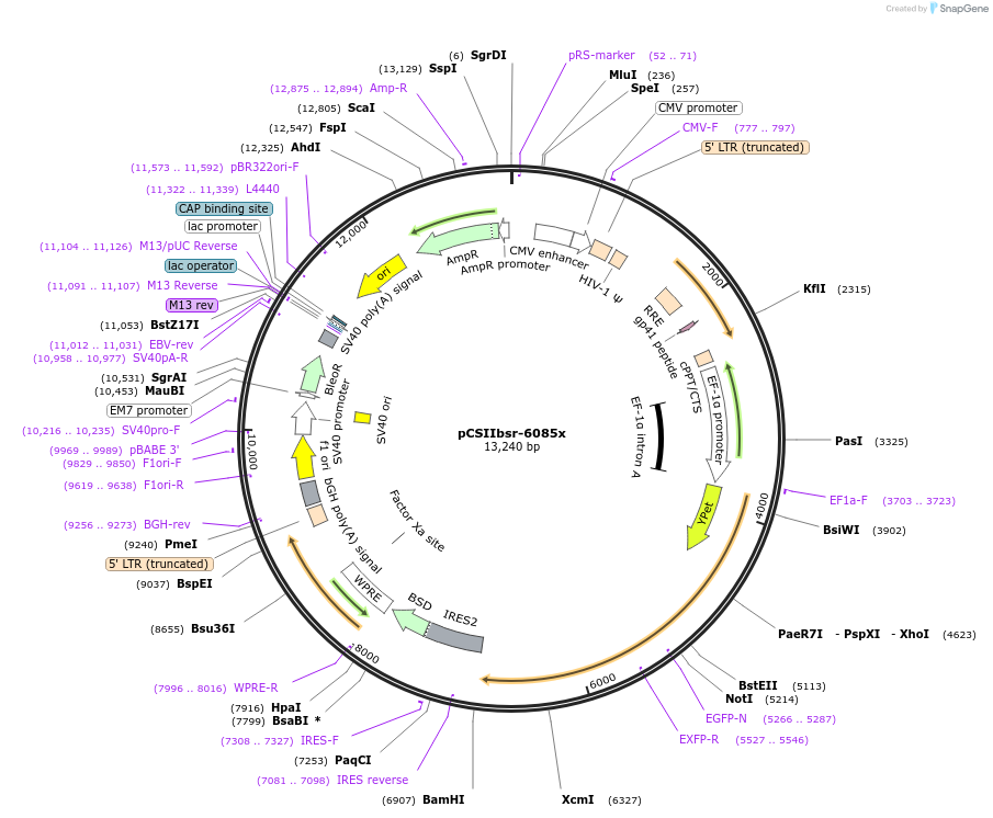 108653-plasmid-map-sequence-id-208323