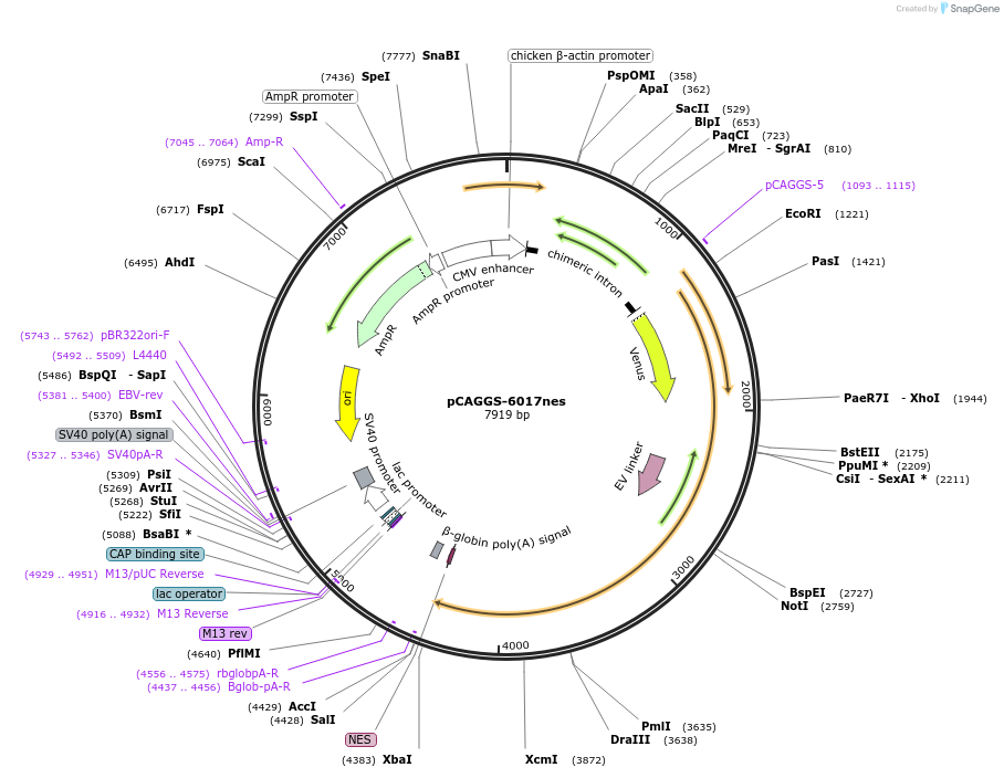108655-plasmid-map-sequence-id-208324