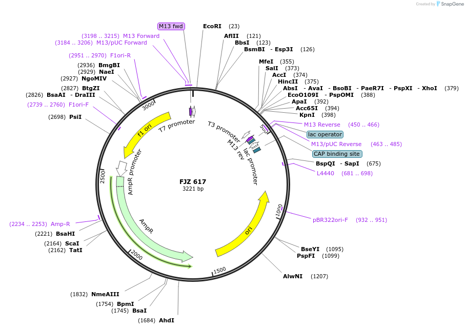 108688-plasmid-map-sequence-id-208355