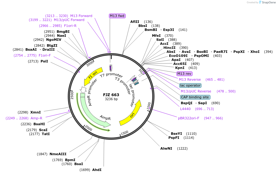 108689-plasmid-map-sequence-id-208356