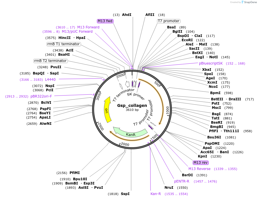 107622-plasmid-map-sequence-id-208376