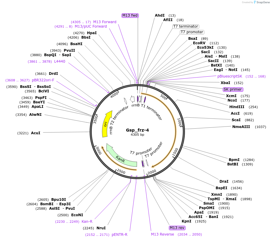107626-plasmid-map-sequence-id-208380