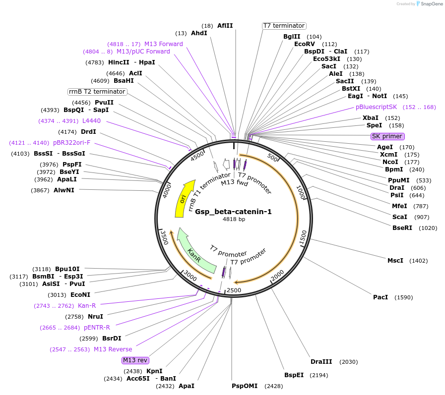 107627-plasmid-map-sequence-id-208381