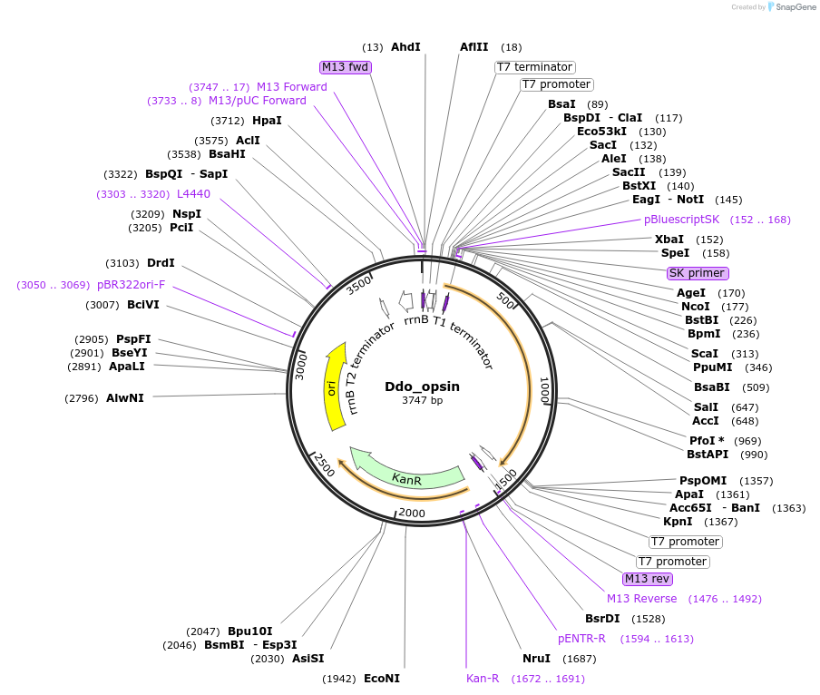 107630-plasmid-map-sequence-id-208382