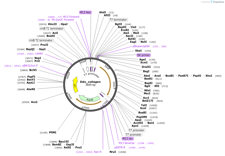 107634-plasmid-map-sequence-id-208385