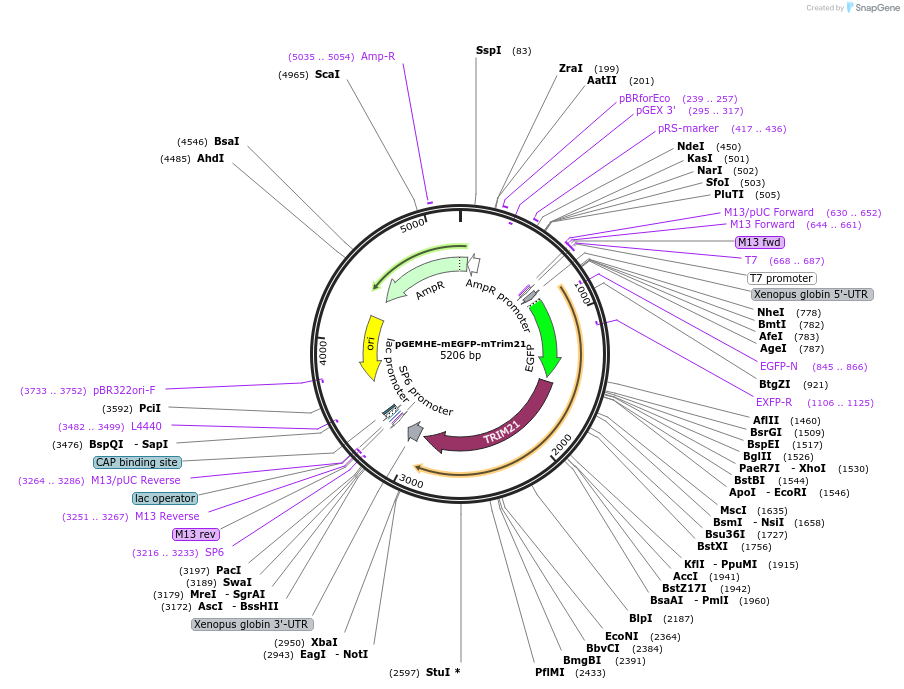 105519-plasmid-map-sequence-id-208470