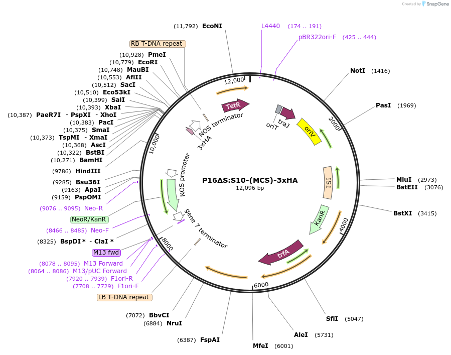 108183-plasmid-map-sequence-id-208474