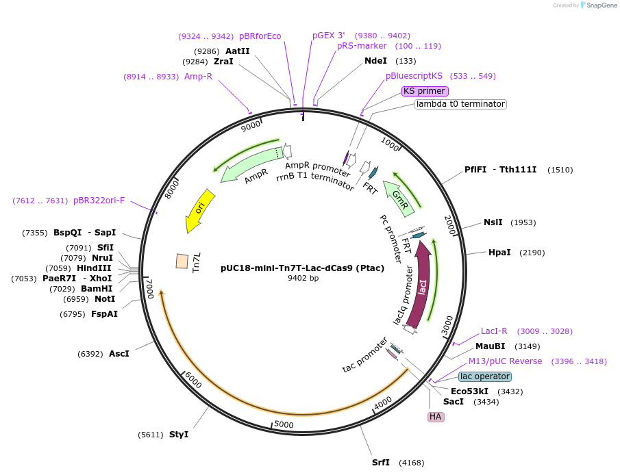 105234-plasmid-map-sequence-id-208484