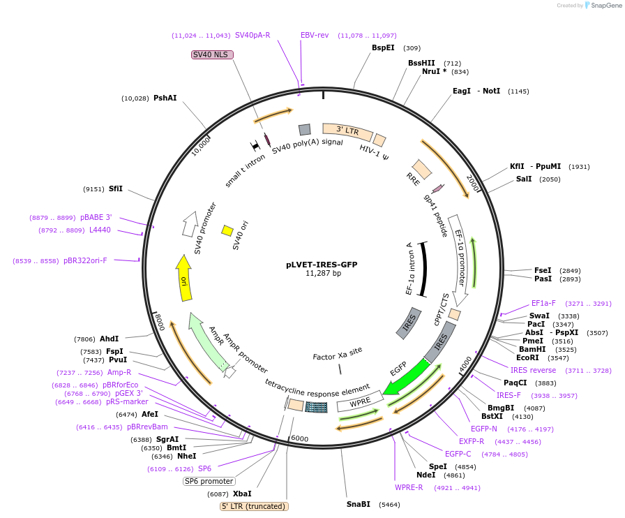 107139-plasmid-map-sequence-id-208504