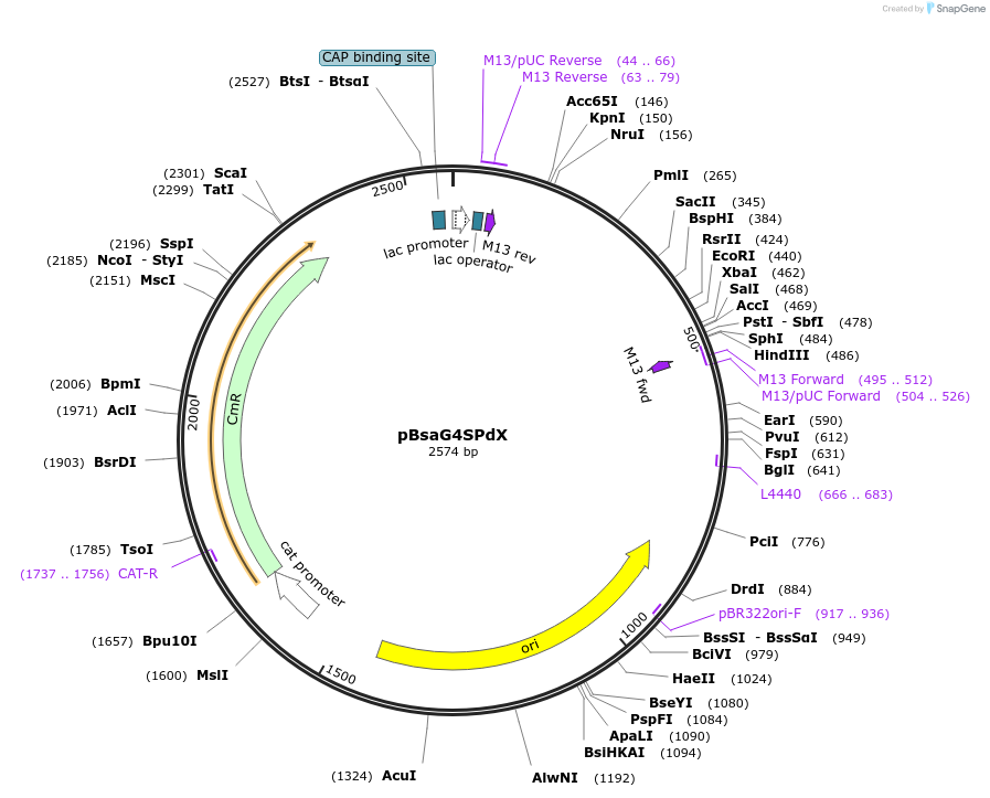 108203-plasmid-map-sequence-id-208511