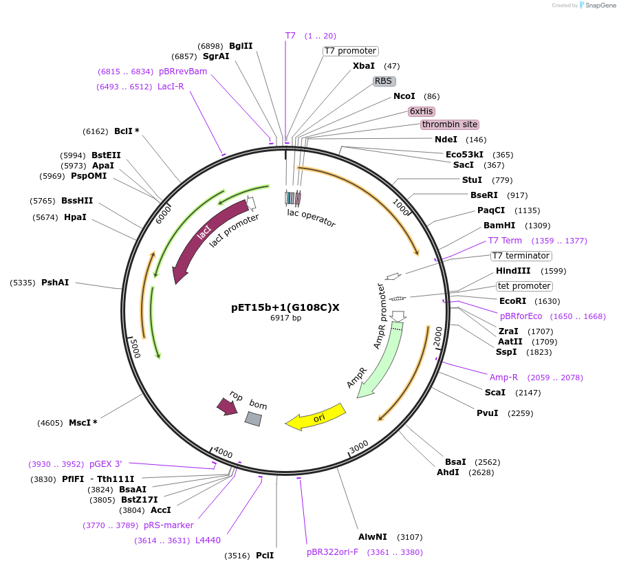 108189-plasmid-map-sequence-id-208514