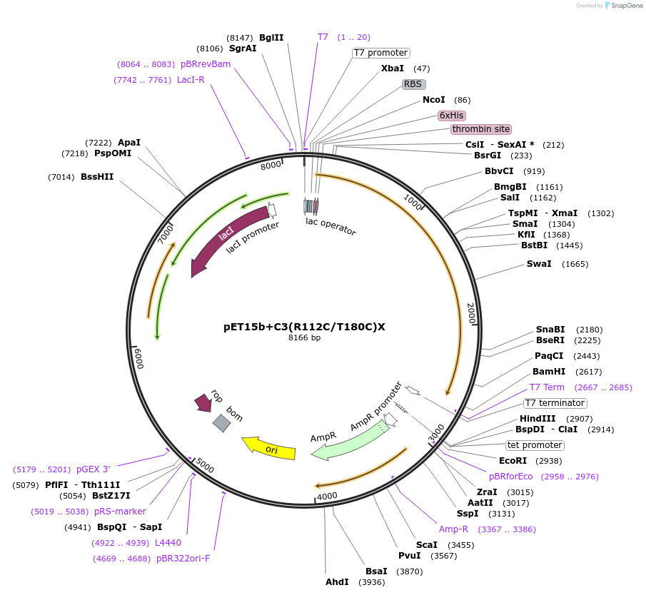 108196-plasmid-map-sequence-id-208518