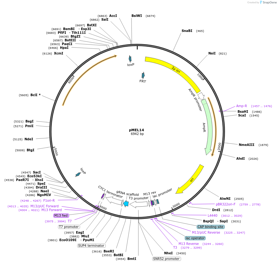107920-plasmid-map-sequence-id-208528