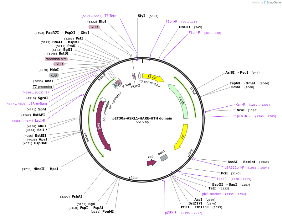 107164-plasmid-map-sequence-id-208530