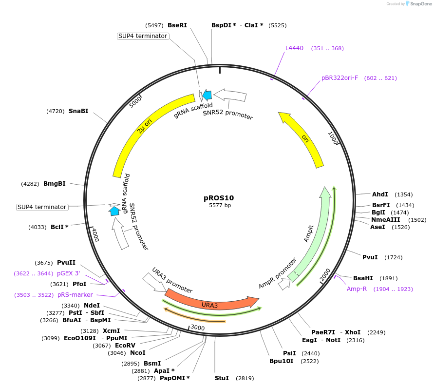 107924-plasmid-map-sequence-id-208538