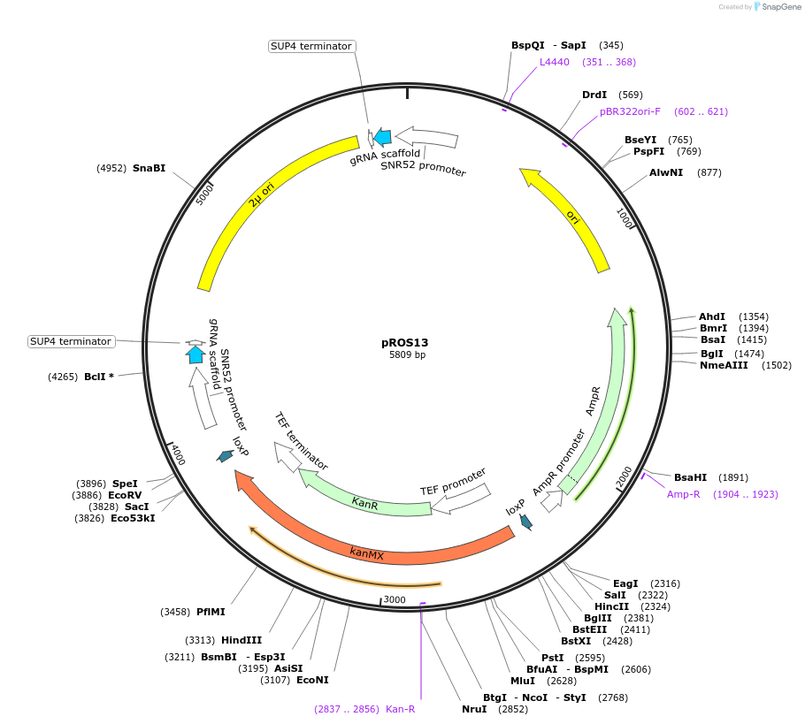 107927-plasmid-map-sequence-id-208541