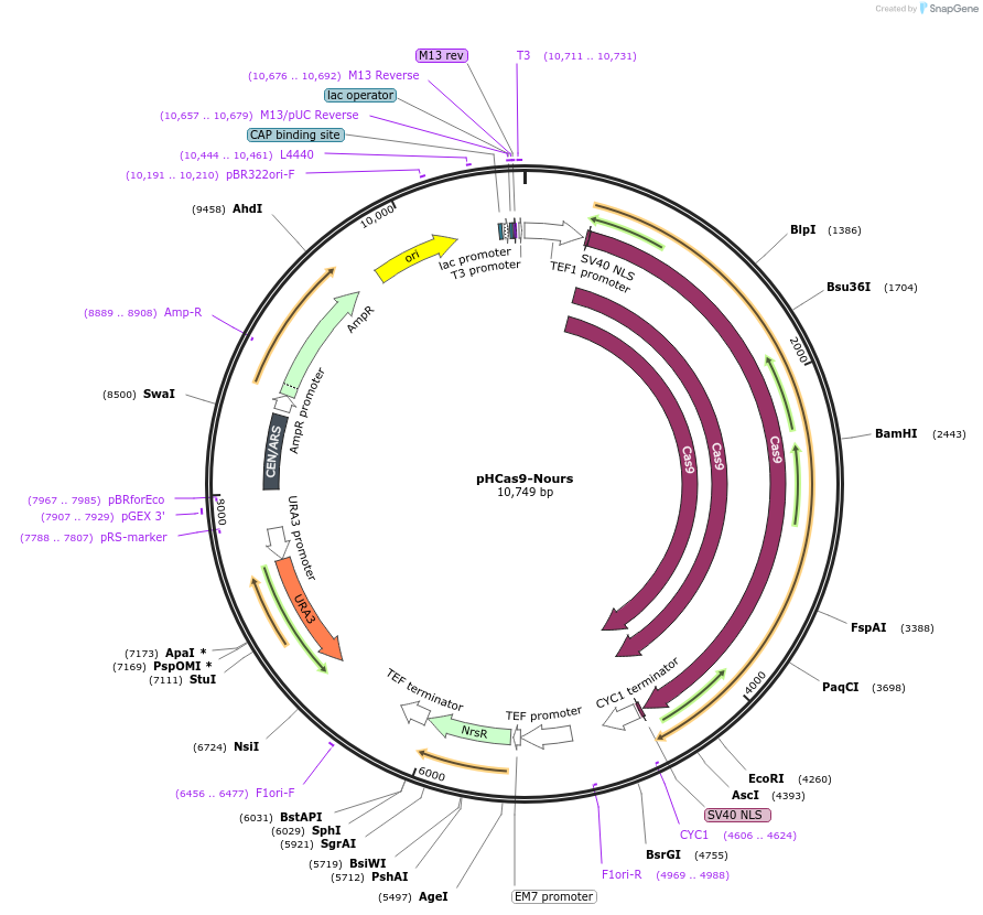 107733-plasmid-map-sequence-id-208542