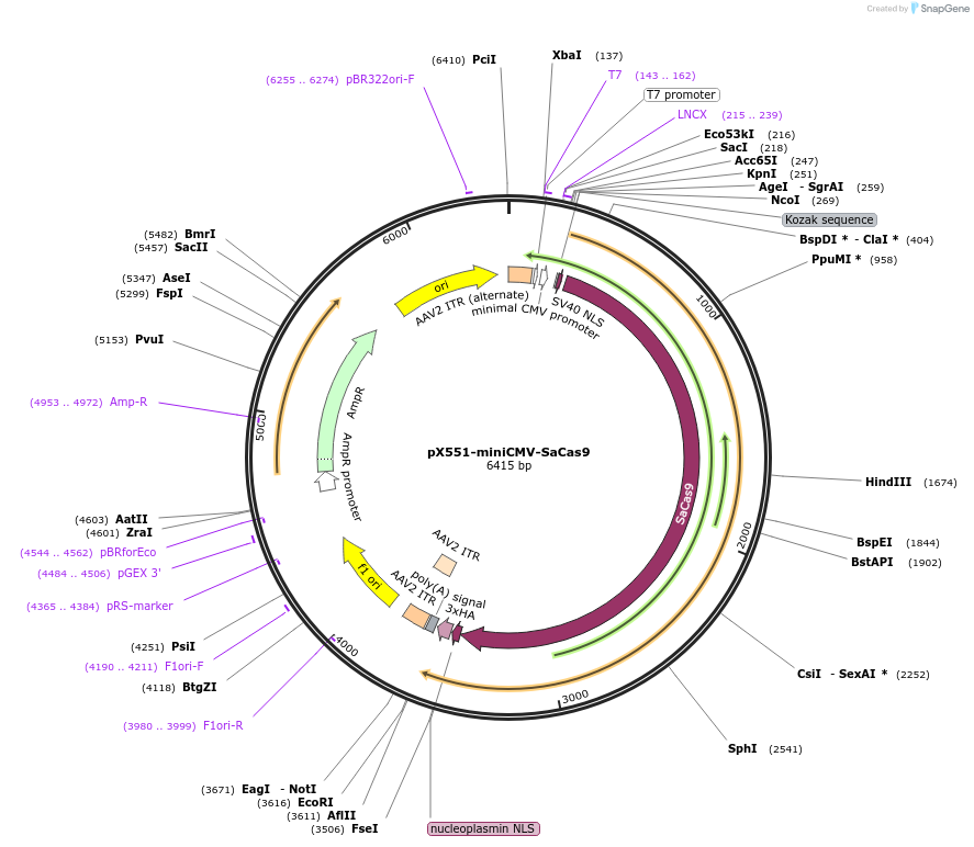 107032-plasmid-map-sequence-id-208547