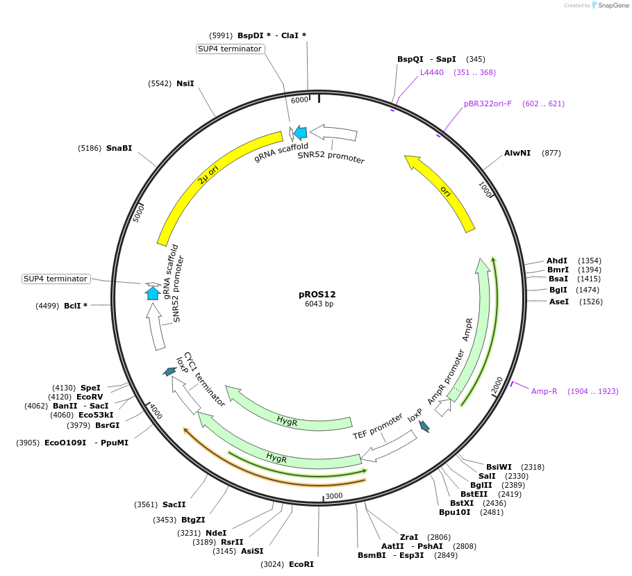 107926-plasmid-map-sequence-id-208552
