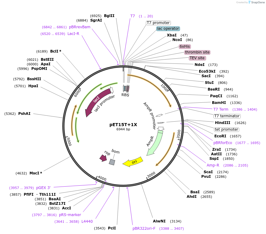 108188-plasmid-map-sequence-id-208572