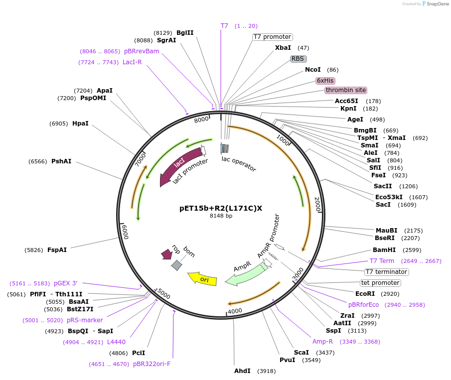 108191-plasmid-map-sequence-id-208577