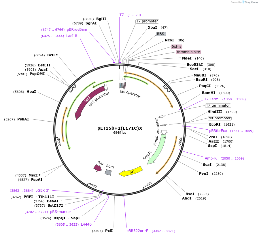 108192-plasmid-map-sequence-id-208580