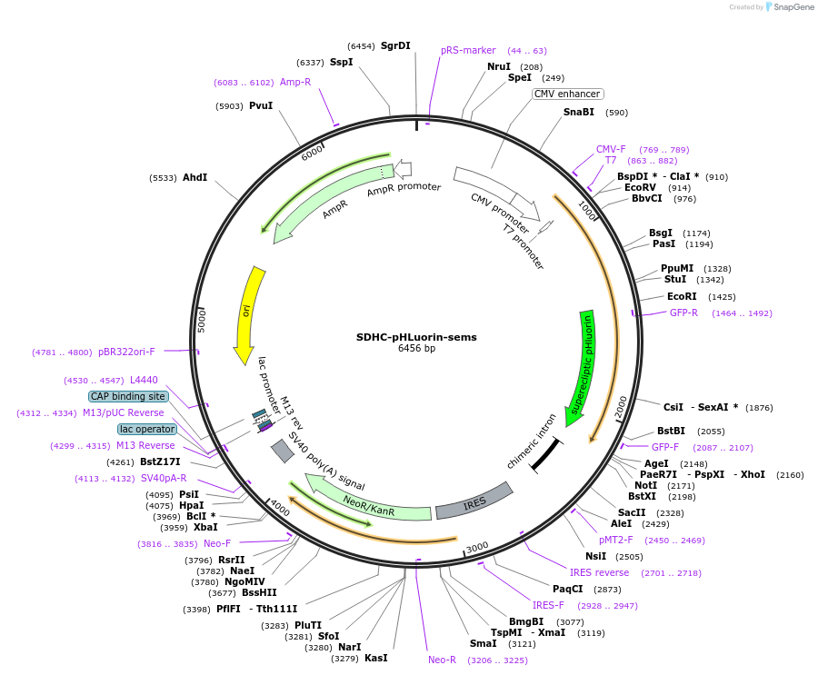 107767-plasmid-map-sequence-id-208581