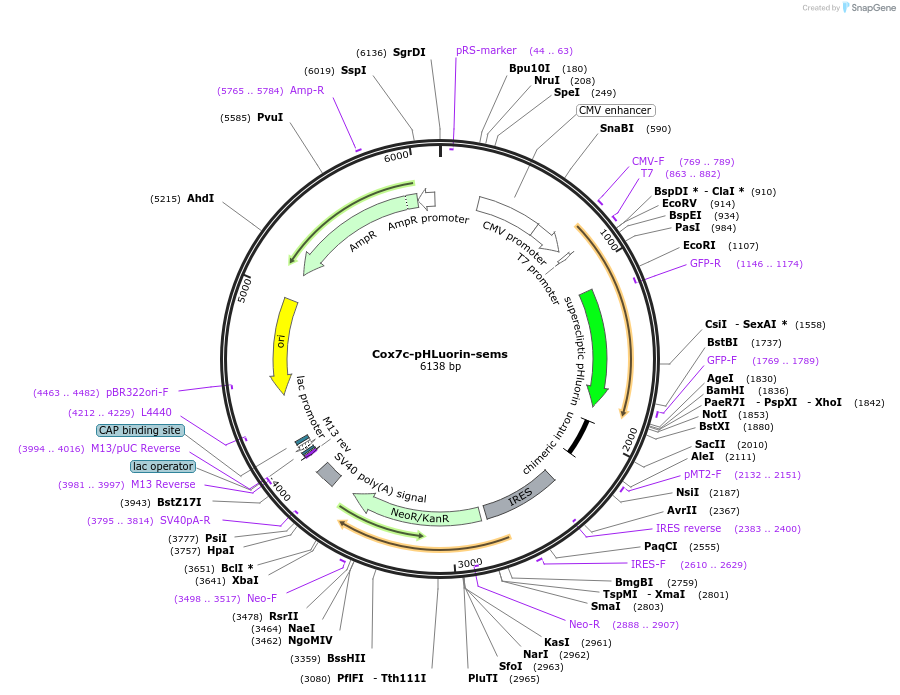 107766-plasmid-map-sequence-id-208583