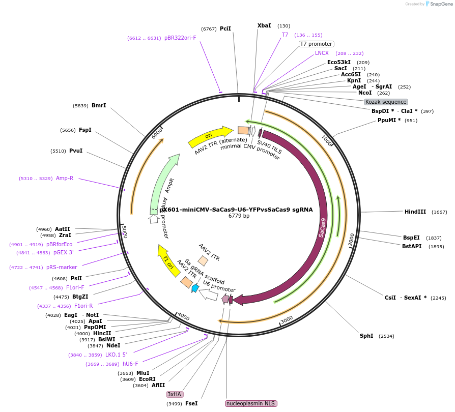 107050-plasmid-map-sequence-id-208586