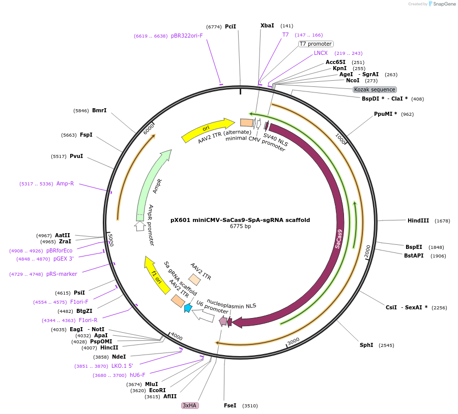 107055-plasmid-map-sequence-id-208591