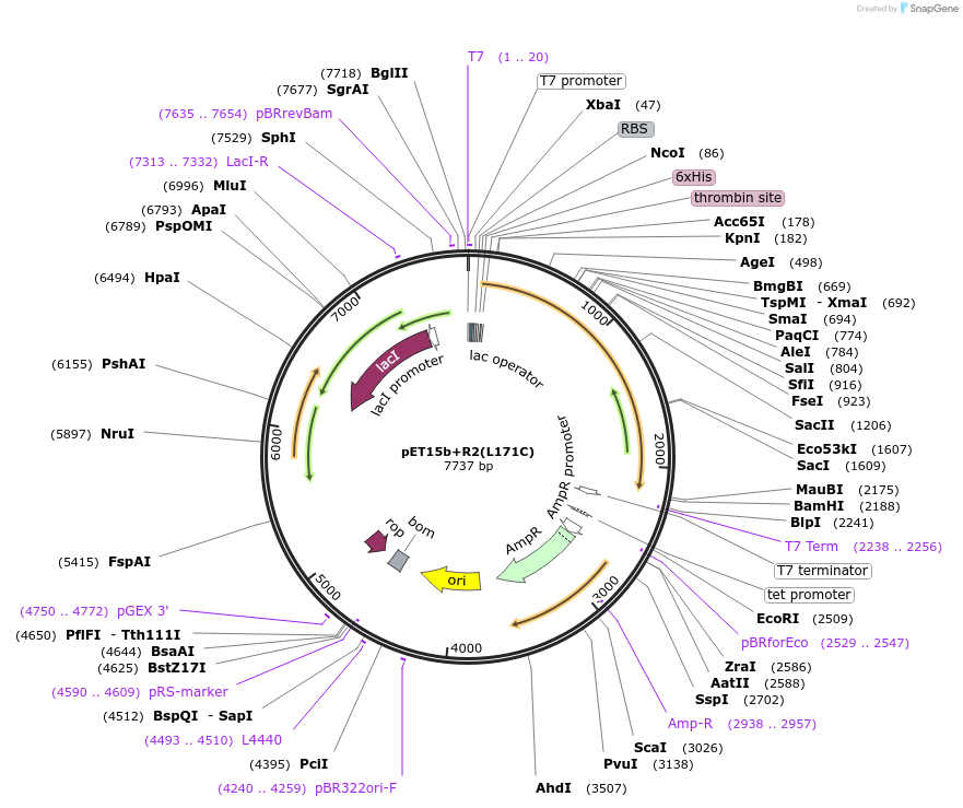 108239-plasmid-map-sequence-id-208597