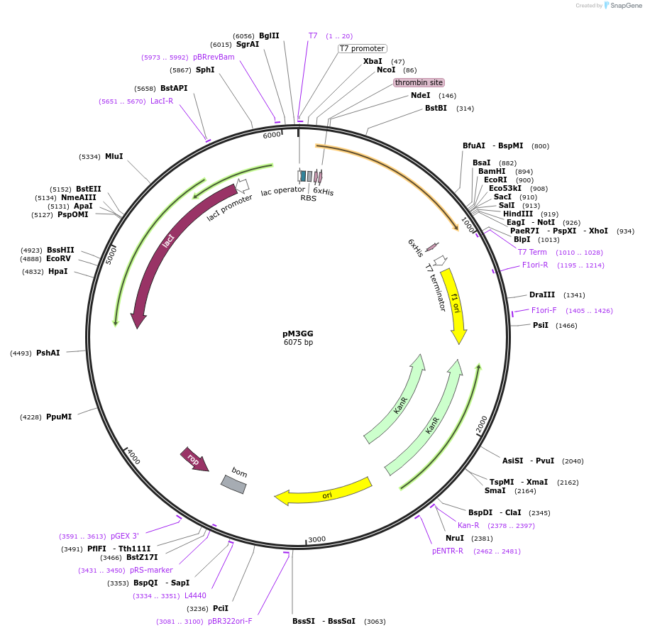108202-plasmid-map-sequence-id-208599