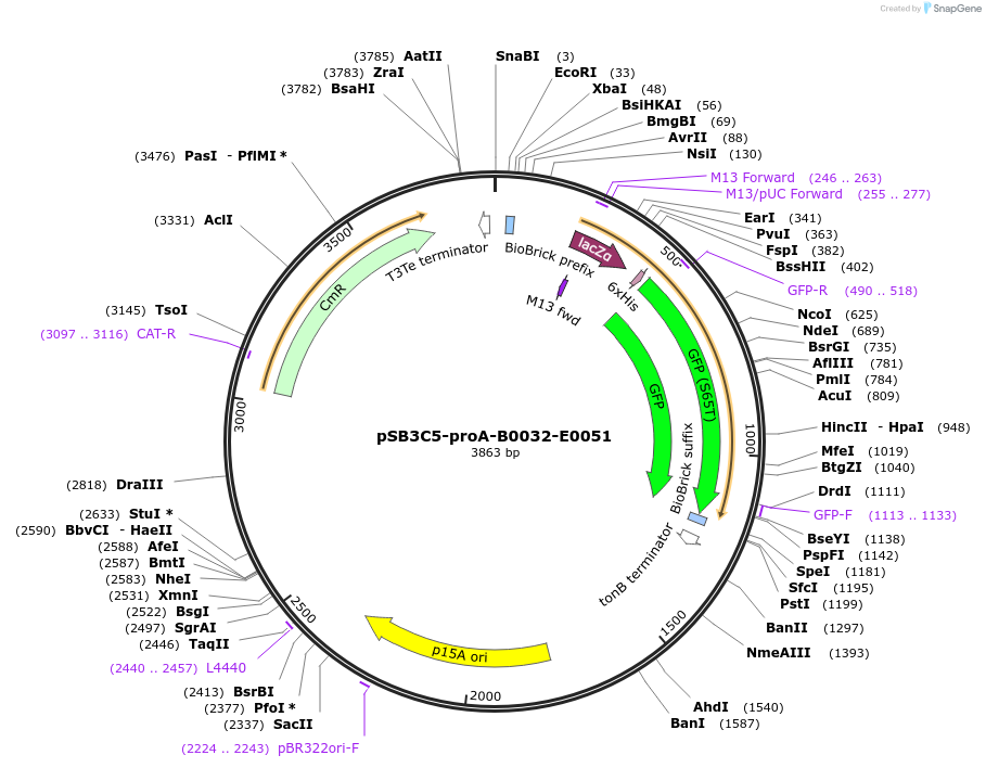 107244-plasmid-map-sequence-id-208613