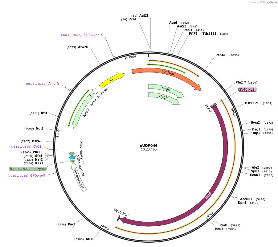 107062-plasmid-map-sequence-id-208619