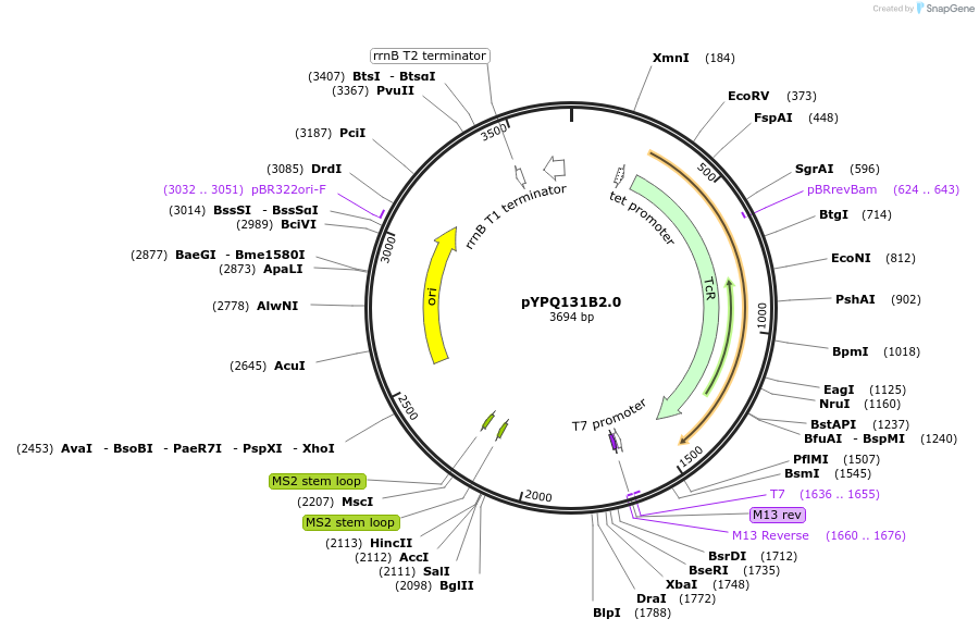 99885-plasmid-map-sequence-id-208624