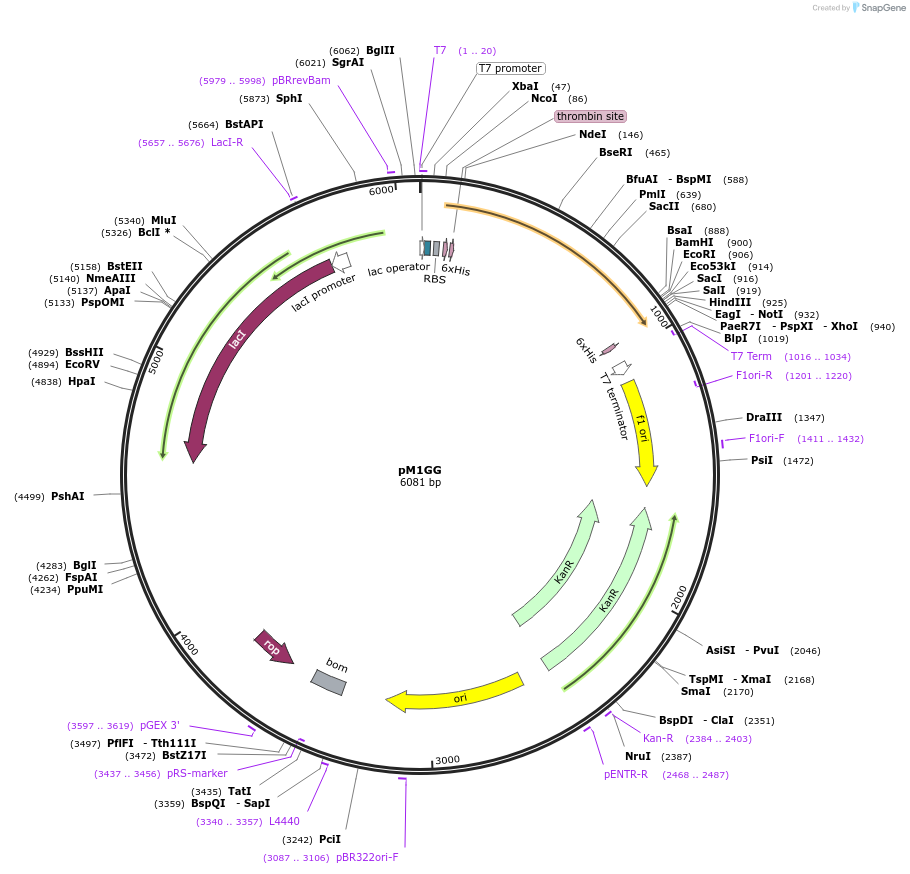 108200-plasmid-map-sequence-id-208648