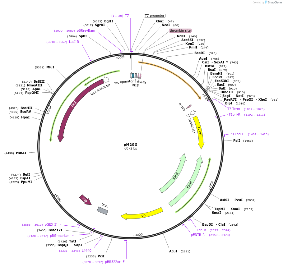 108201-plasmid-map-sequence-id-208649