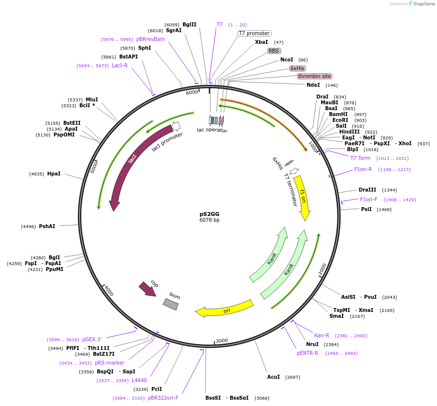 108198-plasmid-map-sequence-id-208651