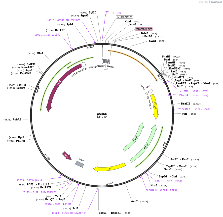 108199-plasmid-map-sequence-id-208652