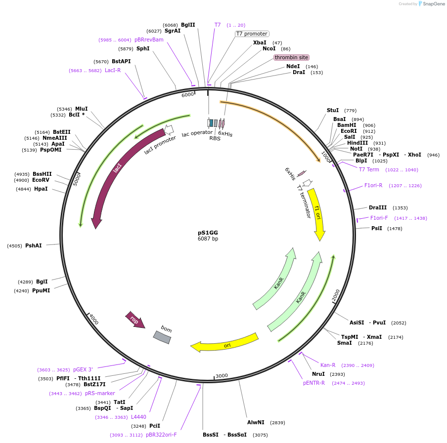 108197-plasmid-map-sequence-id-208653