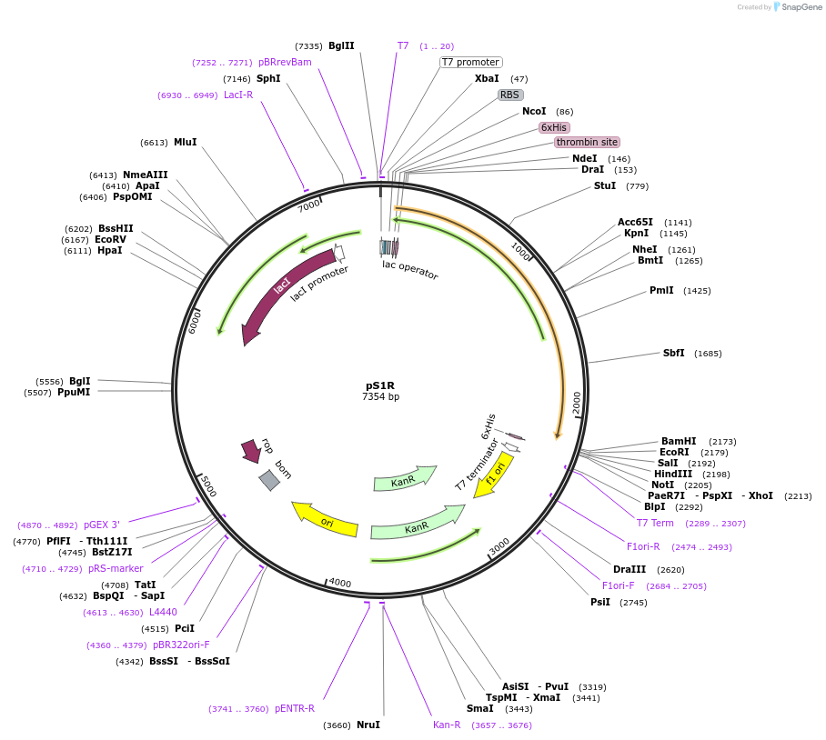108207-plasmid-map-sequence-id-208655